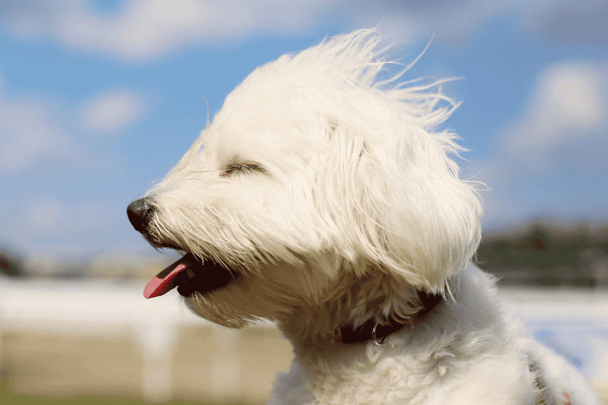 A dog facing the wind on a ferry